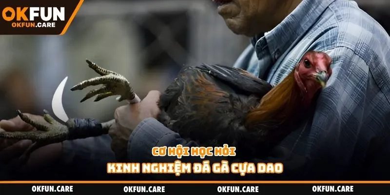 Cơ hội học hỏi kinh nghiệm đá gà cựa dao