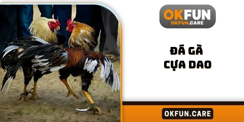 Đá gà cựa dao