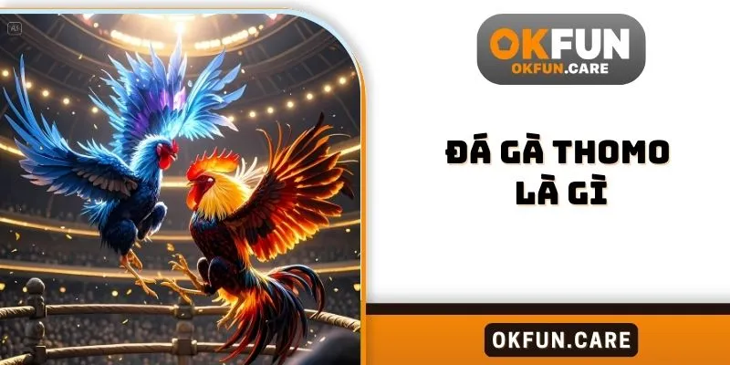 Đá gà Thomo là gì