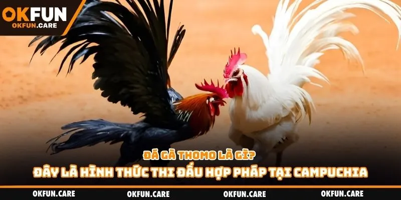 Đá gà Thomo là gì? Đây là hình thức thi đấu hợp pháp tại Campuchia