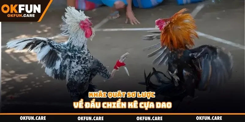 Khái quát sơ lược về đấu chiến kê cựa dao